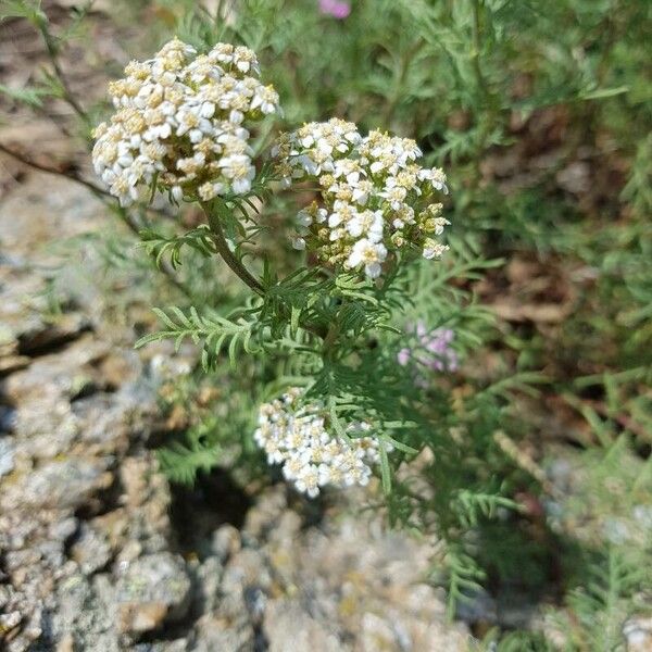 Achillea chamaemelifolia (Achillea chamaemelifolia)