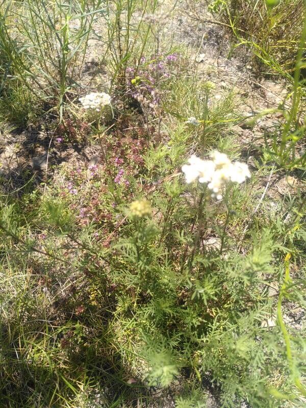 Achillea chamaemelifolia (Achillea chamaemelifolia)