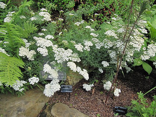 Achillea chamaemelifolia: Achillea chamaemelifolia