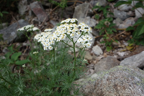 Achillea chamaemelifolia (Achillea chamaemelifolia)