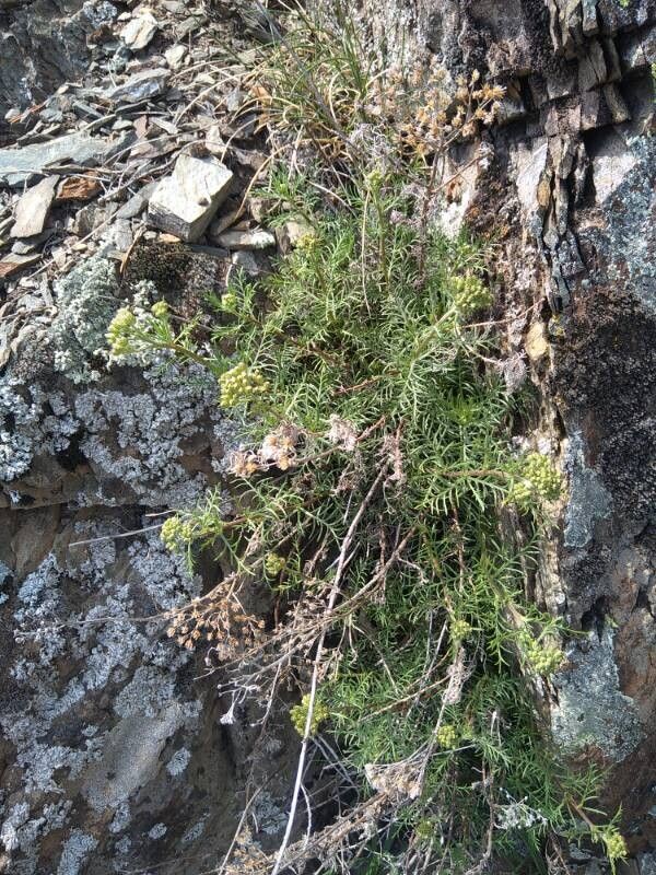 Achillea chamaemelifolia (Achillea chamaemelifolia)