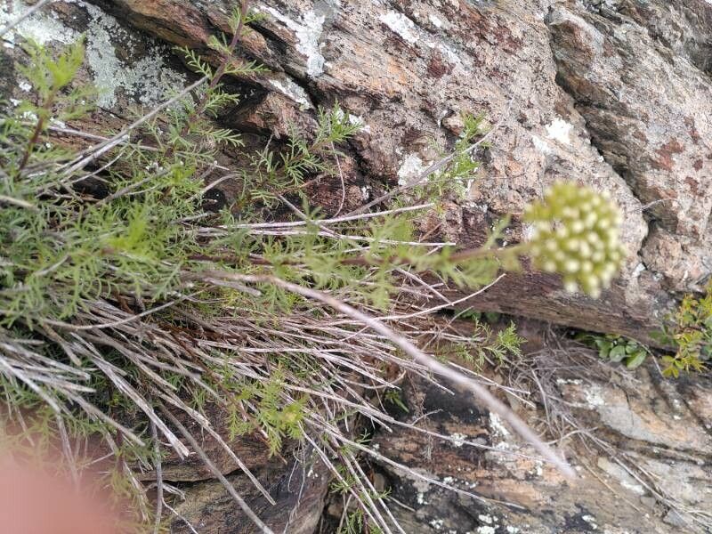 Achillea chamaemelifolia (Achillea chamaemelifolia)