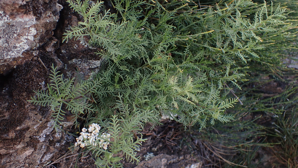 Achillea chamaemelifolia (Achillea chamaemelifolia)