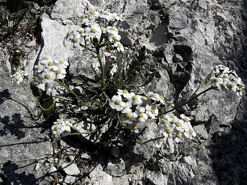 Silvery yarrow: Steinraute (Achillea clavennae) auf der Rax