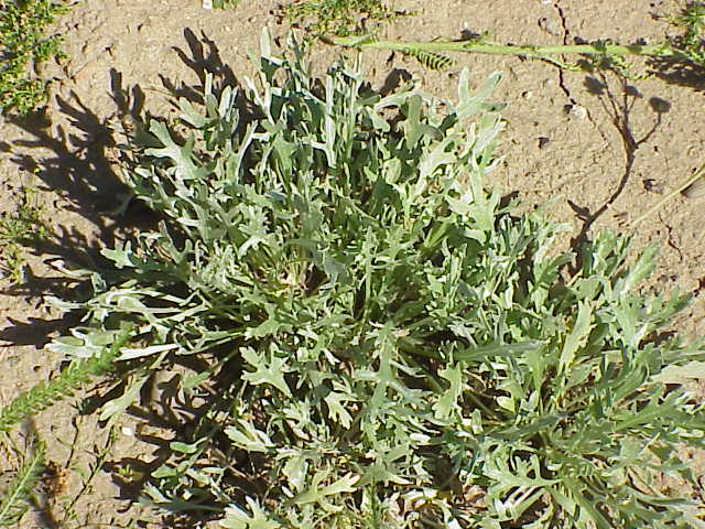 Silvery yarrow: Species : Achillea clavenae Family : Compositae Image No. 1