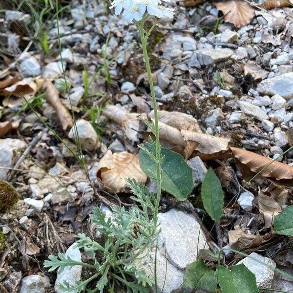Silvery yarrow (Achillea clavennae)