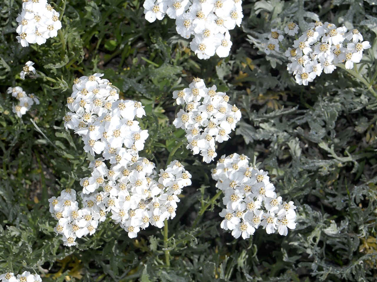 Silvery yarrow: Inflorescences of Achillea clavennae at the Giardino Botanico Alpino Chanousia