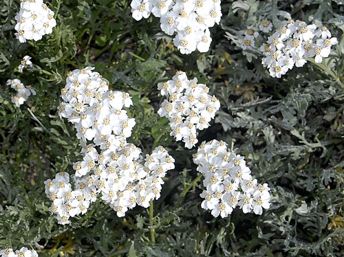 Silvery yarrow: Inflorescences of Achillea clavennae at the Giardino Botanico Alpino Chanousia