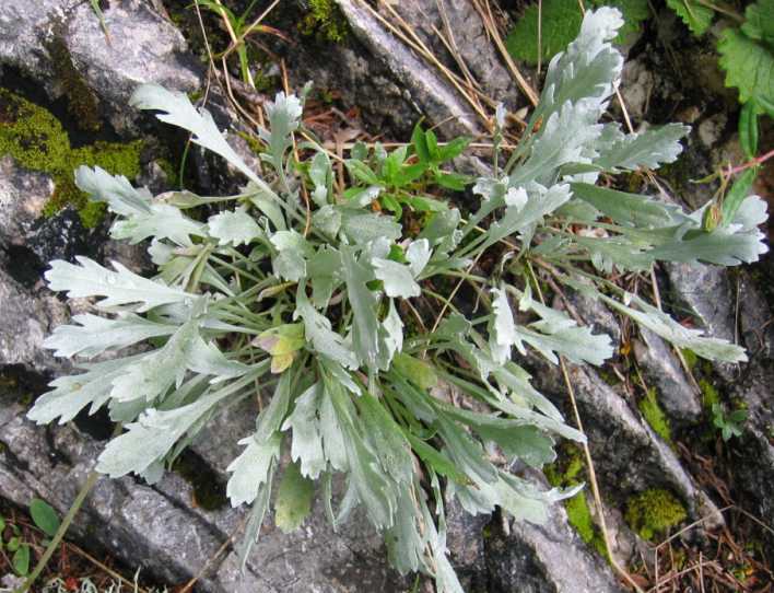 Silvery yarrow: Bittere Schafgarbe (Blätter) Aufgenommen von Benutzer:Tigerente am 07.08.2004 Fundort: Großer Pyhrgas, Oberösterreich , Österreich