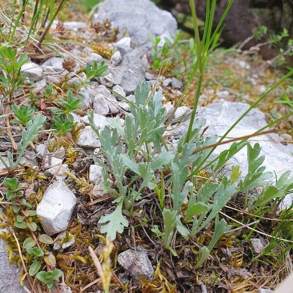Silvery yarrow (Achillea clavennae)