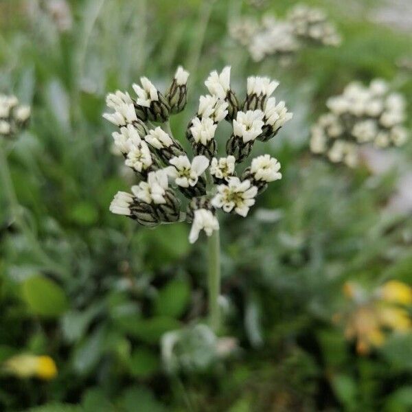Silvery yarrow (Achillea clavennae)