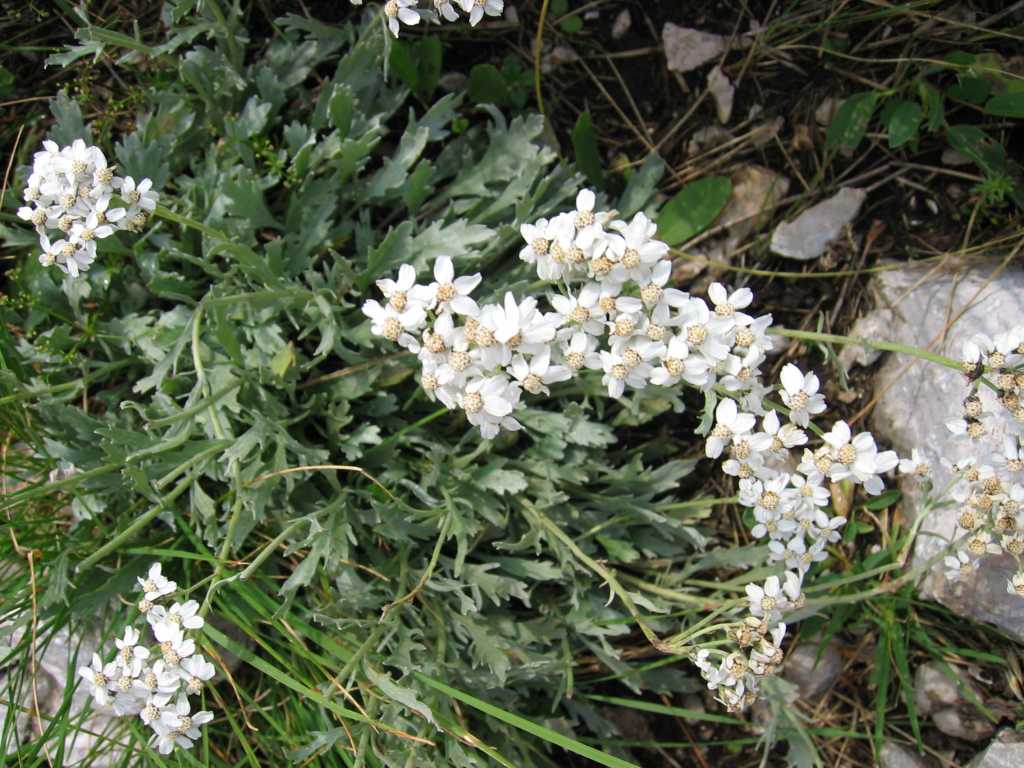Silvery yarrow: Bittere Schafgarbe Aufgenommen von Benutzer:Tigerente am 07.08.2004 Fundort: Großer Pyhrgas, Oberösterreich , Österreich