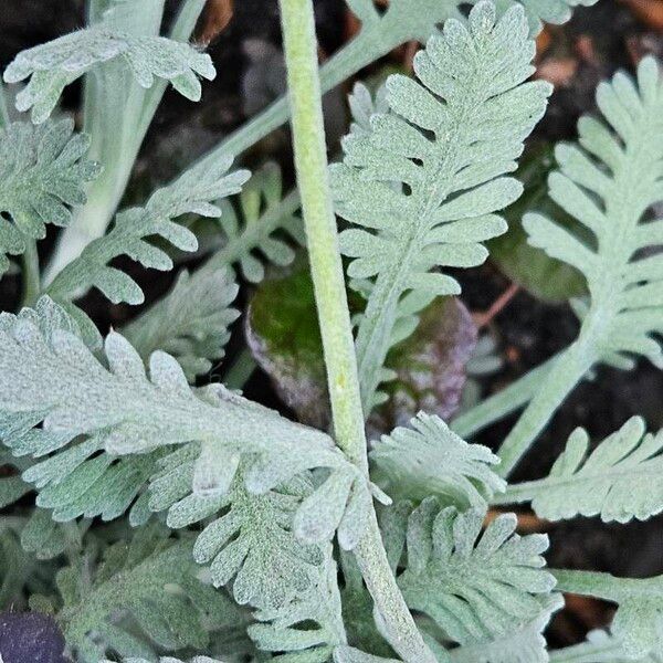 Silvery yarrow (Achillea clavennae)