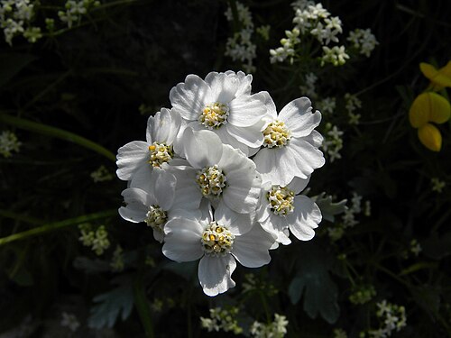 Silvery yarrow: Eine Steinraute (Achillea clavennae) auf der Rax