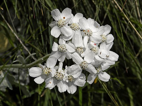 Silvery yarrow: Eine Steinraute (Achillea clavennae) auf der Rax