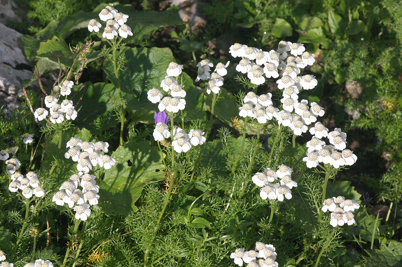 Achillea clusiana: Achillea clusiana