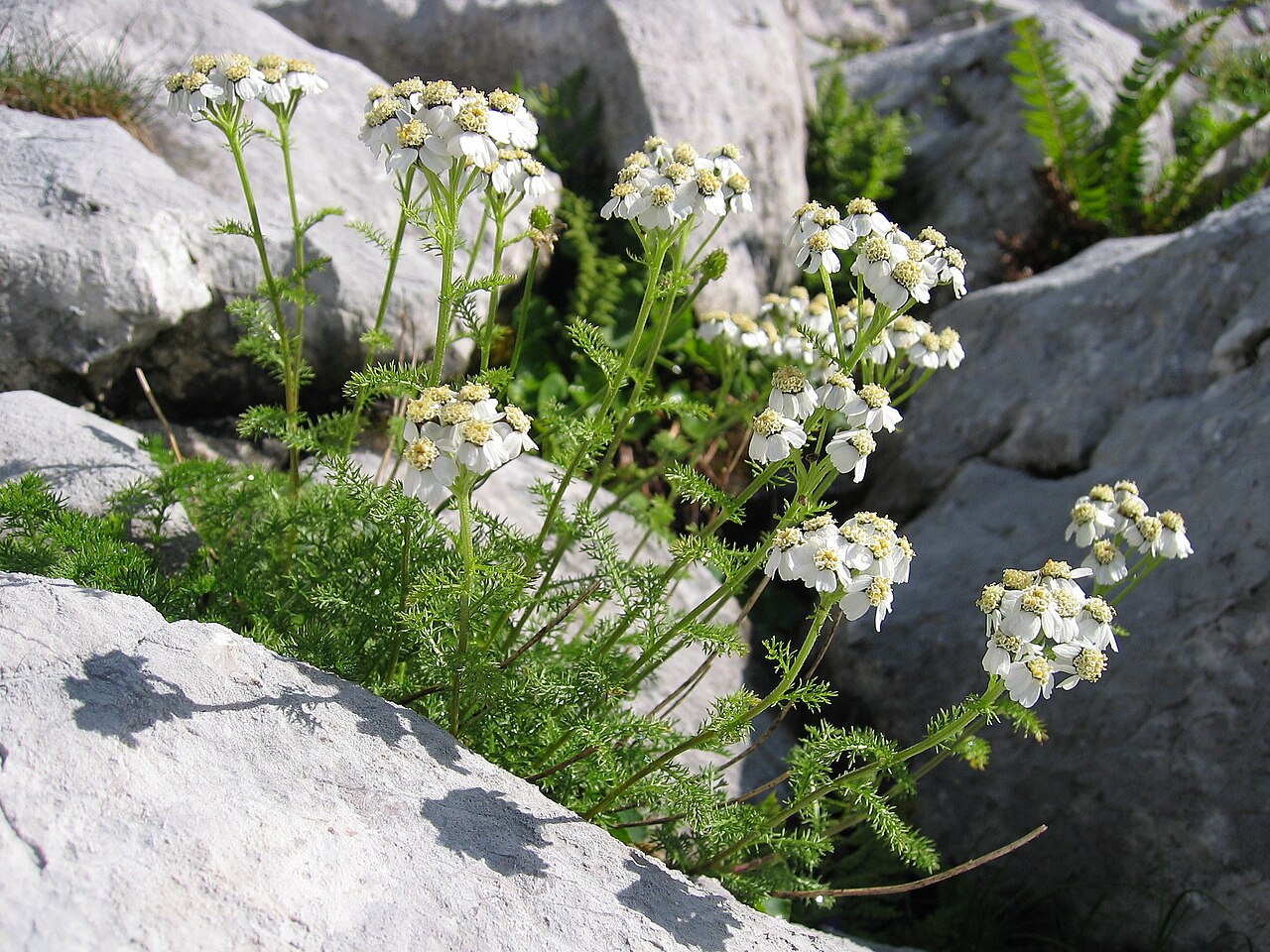 Achillea clusiana: Achillea clusiana , Near Widerlechnerstein ~1900, Upper Austria, Austria