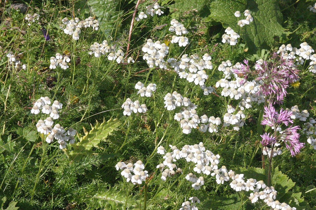 Achillea clusiana: Achillea clusiana