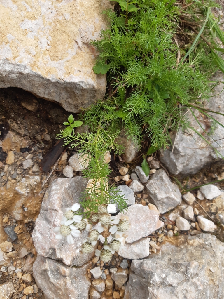 Achillea clusiana (Achillea clusiana)