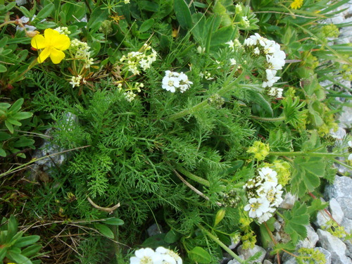 Achillea clusiana (Achillea clusiana)