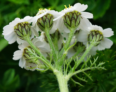Achillea clusiana (Achillea clusiana)