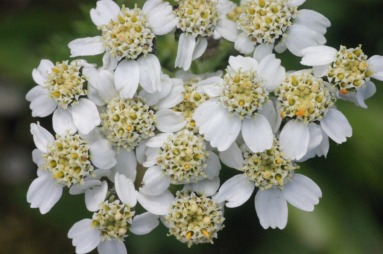 Achillea clusiana: Achillea clusiana