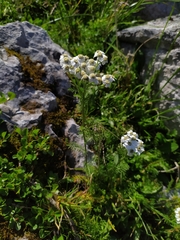 Achillea clusiana (Achillea clusiana)