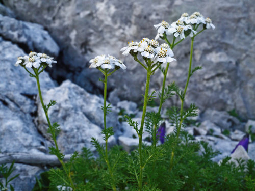 Achillea clusiana (Achillea clusiana)
