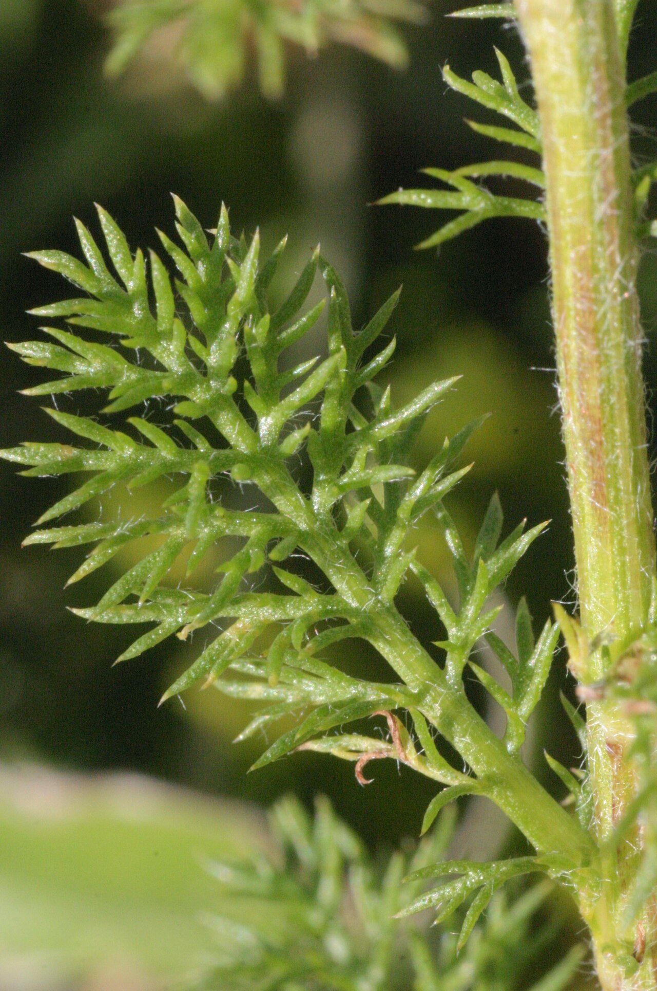 Achillea clusiana: Achillea clusiana