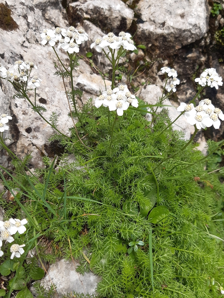 Achillea clusiana (Achillea clusiana)