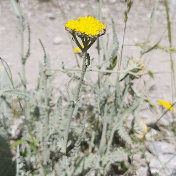 Achillea clypeolata (Achillea clypeolata)