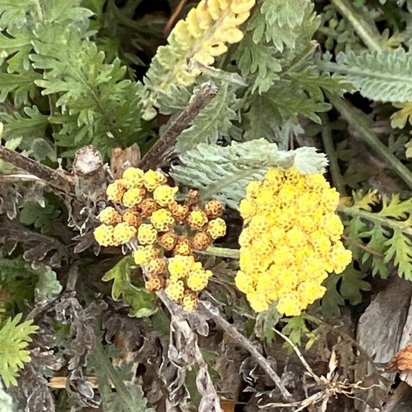 Achillea clypeolata (Achillea clypeolata)