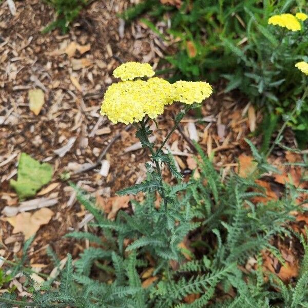 Achillea clypeolata (Achillea clypeolata)