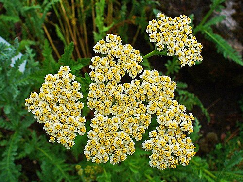 Achillea clypeolata: Achillea clypeolata , Asteraceae, Moonshine Yarrow, inflorescence; Botanical Garden KIT, Karlsruhe, Germany.