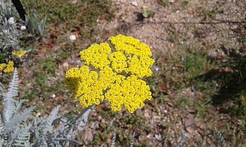 Achillea clypeolata: Flores amarillas de la planta Achillea clypeolata en el Jardín Botánico de Barcelona.