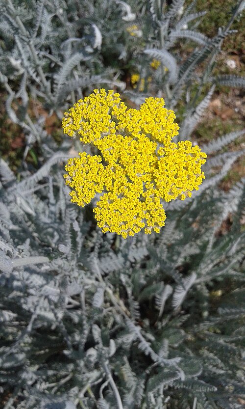 Achillea clypeolata: Ejemplar en flor de la planta Achillea clypeolata en el Jardín Botánico de Barcelona.
