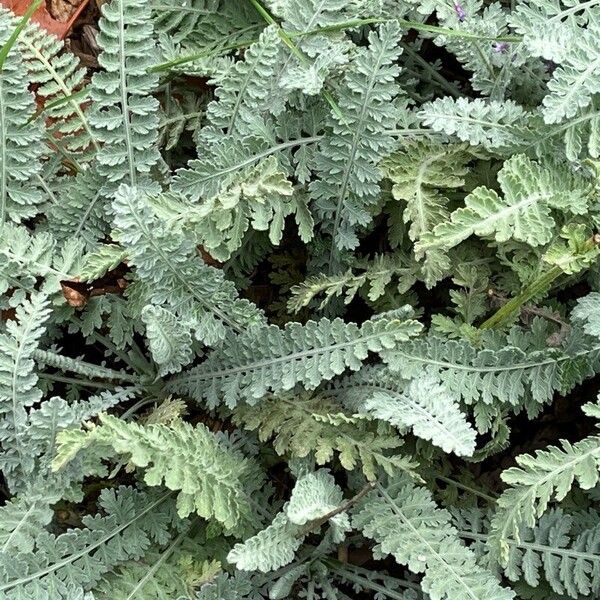 Achillea clypeolata (Achillea clypeolata)