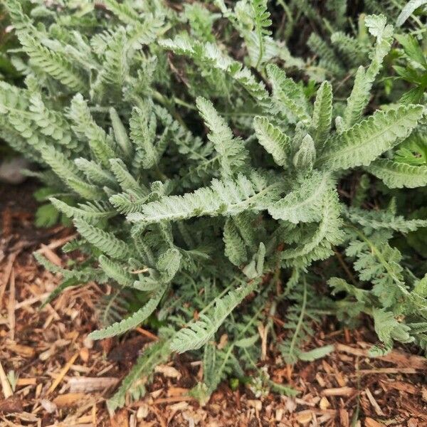 Achillea clypeolata (Achillea clypeolata)