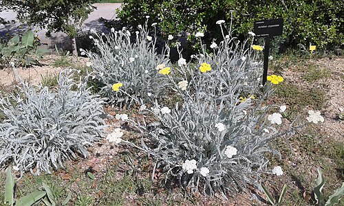 Achillea clypeolata: Ejemplar de la planta Achillea clypeolata en el Jardín Botánico de Barcelona.