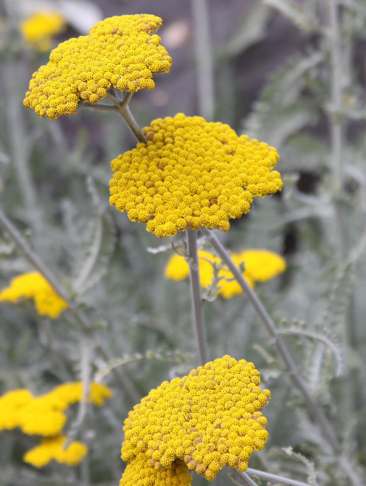 Achillea clypeolata: At Copenhagen Botanical Garden, Denmark