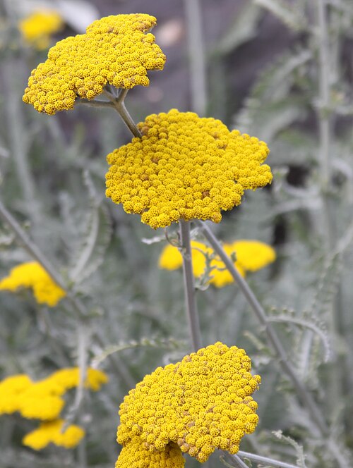 Achillea clypeolata: At Copenhagen Botanical Garden, Denmark