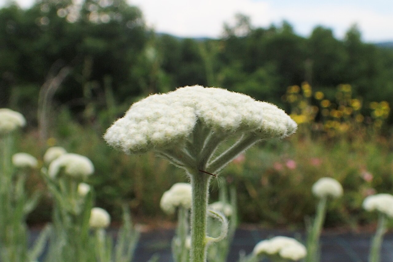 Achillea coarctata: Achillea coarctata in Balkan Botanic Garden of Kroussia