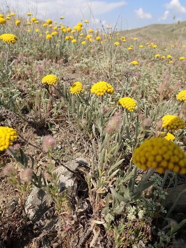 Achillea coarctata (Achillea coarctata)