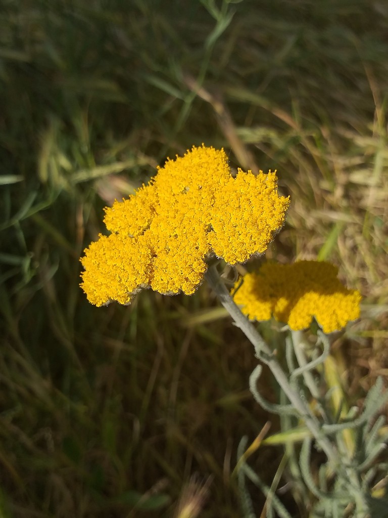 Achillea coarctata (Achillea coarctata)