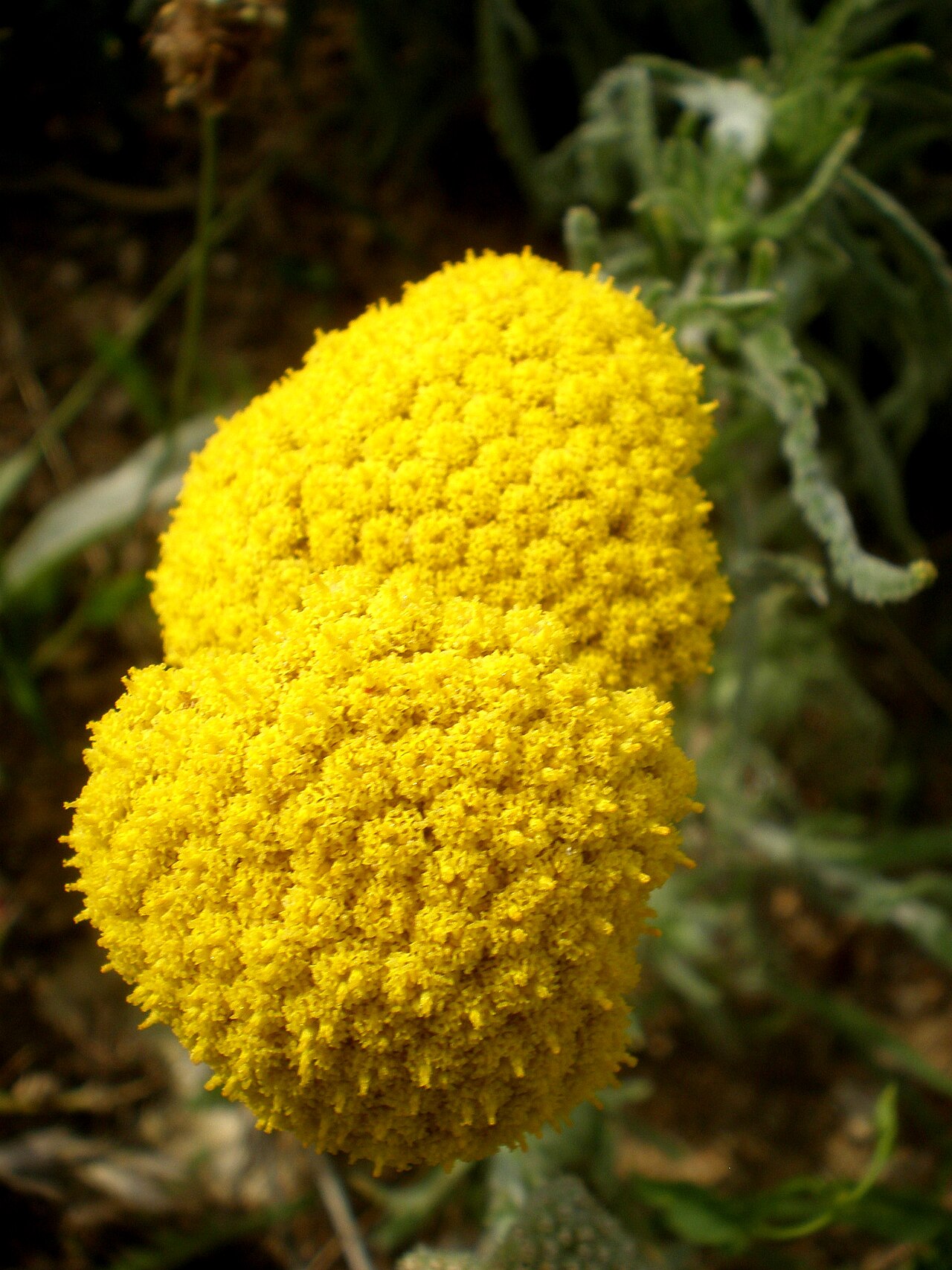 Achillea coarctata: Jardín Botánico de Barcelona.