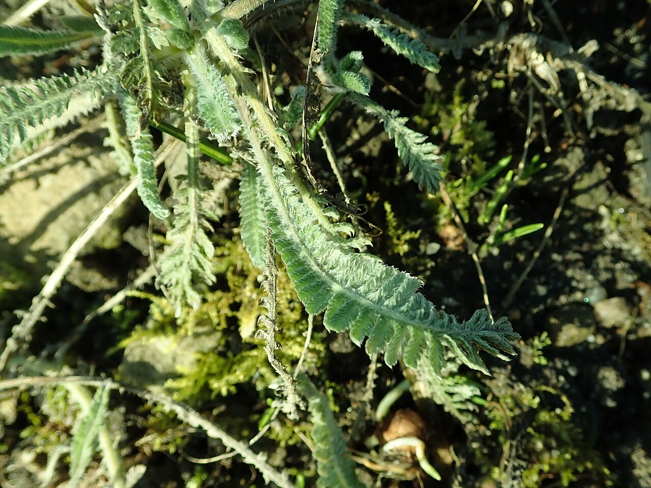 Achillea coarctata: Achillea coarctata , botanical garden in Berlin.