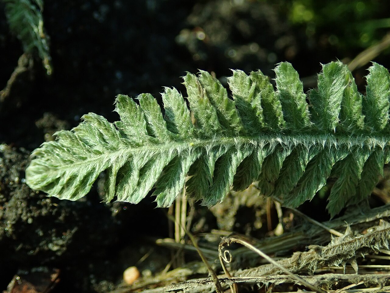 Achillea coarctata: Achillea coarctata , botanical garden in Berlin.