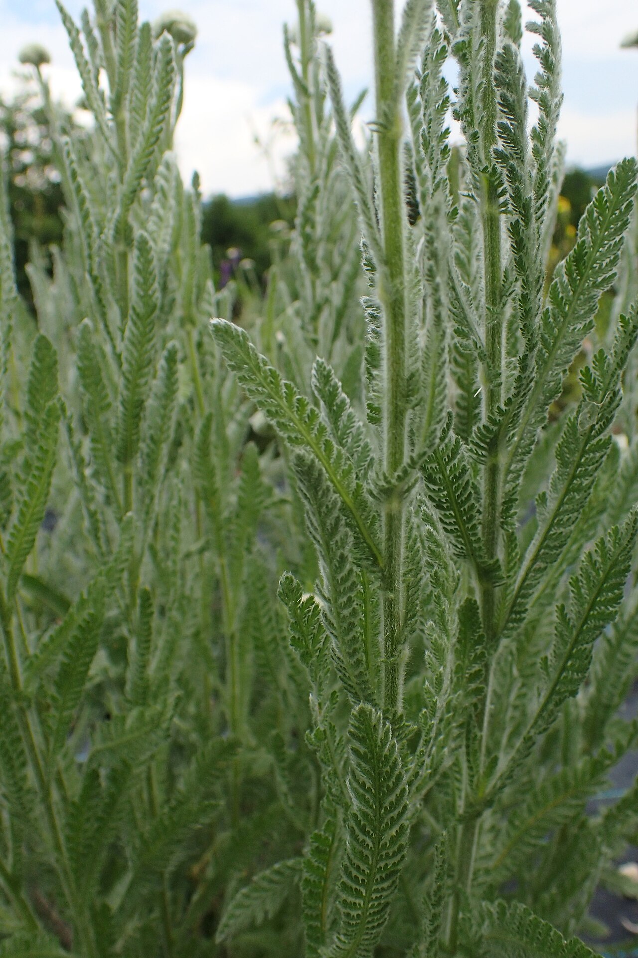 Achillea coarctata: Achillea coarctata in Balkan Botanic Garden of Kroussia