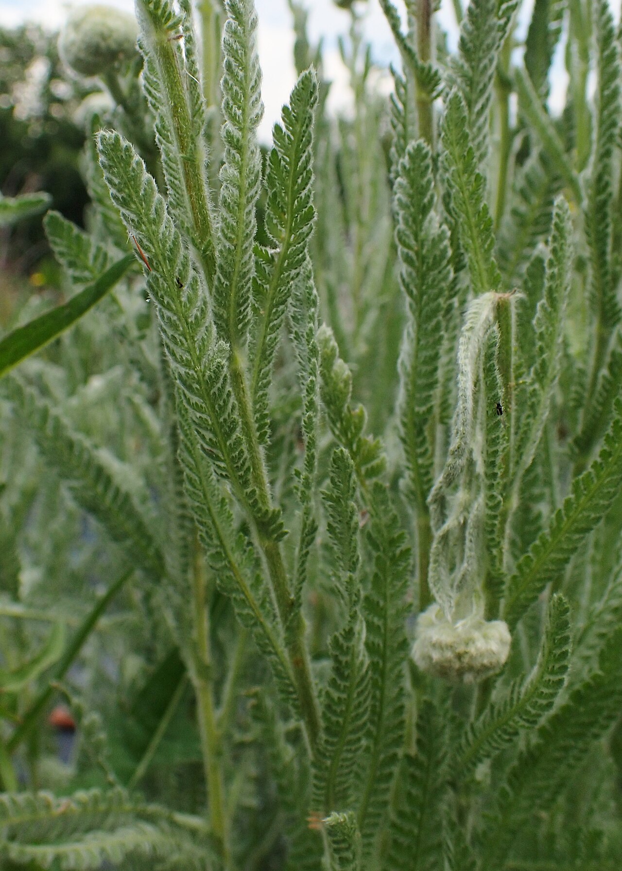Achillea coarctata: Achillea coarctata in Balkan Botanic Garden of Kroussia