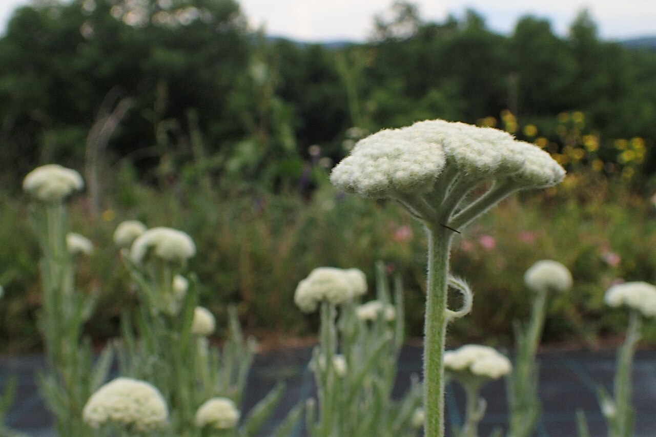 Achillea coarctata: Achillea coarctata in Balkan Botanic Garden of Kroussia